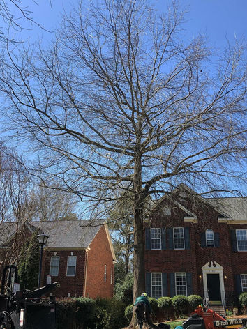 Tree Removal